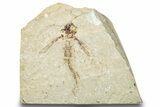 Cretaceous Fossil Flying Fish (Exocoetoides) - Lebanon #248359-1